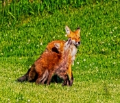RedFox004